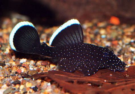  Bristlenose Pleco: An Intriguing Nocturnal Scavenger Hiding Among Rocks!