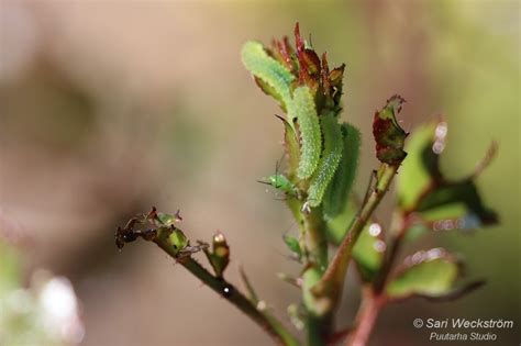  Eustigmatidae:  Kyykkäileviä matoja ja näköjään petomaineita riistan metsästäjiä!