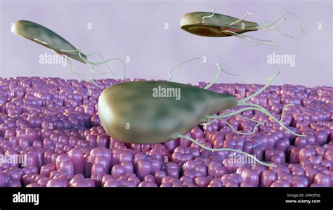  Giardia: This Microscopic Marvel Thrives in Intestines While Leaving Its Hosts Feeling Miserable!