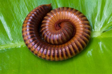  Millipede - The Delightful Defender of Decaying Dreamscapes!