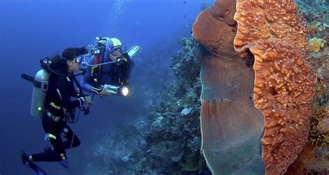  Neptune’s Bowl Sponge: Unveiling the Mysteries of an Enigmatic Demospongiae with Intricate Architecture and Remarkable Filtering Abilities!