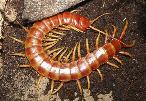  Scolopendra! Yksi Maailman Kertatähtien Käärmeenkaltaisista Luonnon Ihmeistä