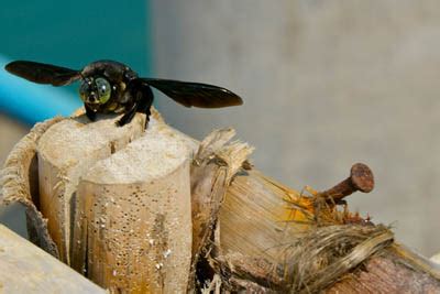   Xylocopa! Käärmeenkaltainen ja Sääntökarkaa Myriapodi