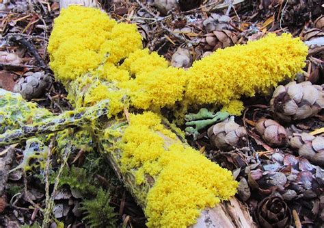  Yellow Slime Mold: Can These Amoeboid Wonders Teach Us About Collective Intelligence?