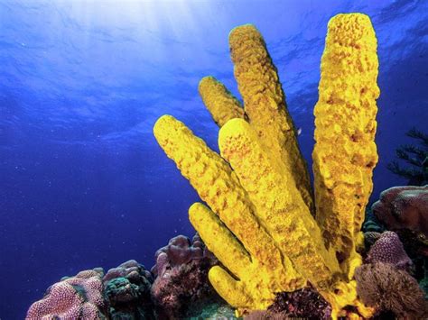  Yellow Tube Sponge: A Colorful Home for Tiny Creatures, Hiding Secrets Within Its Spongy Depths!