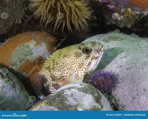 Eelpout!  A Mysterious Fish Hiding Amongst the Rocks