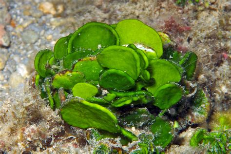  Halimeda! Muotoileva korallieläin, jonka valoa ja kallioita rakastava luonne on ihailtavan kiehtova