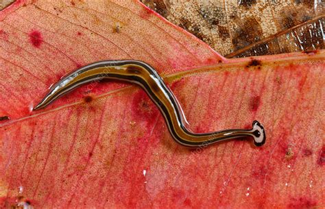  Ochetostoma! A Tiny Flatworm With Unexpectedly Powerful Predatory Skills