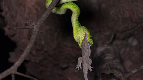  Queensland python!  The snake that embodies both striking beauty and stealthy hunting prowess