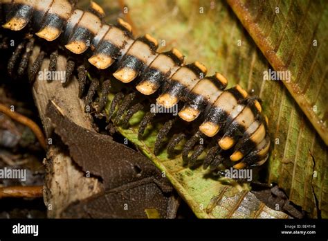  Western Thread Millipede!  A Crawling Wonder That Thrives In Leaf Litter And Thrives On Decay