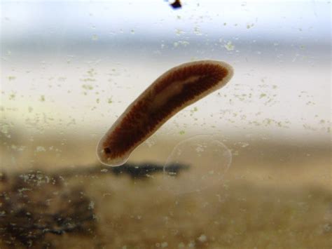  Whirligig Flatworm: This Tiny Freshwater Creature With its Eye-Catching Pattern Knows How to Tango!