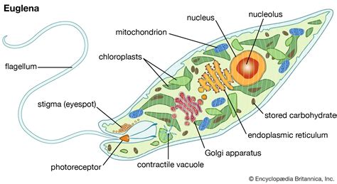  Xerophthalamus! Tunnetaan myös nimellä Silmä -  Mikä tekee tästä Mastigophora-aloluokkaan kuuluvasta organismiista niin ainutlaatuisen?