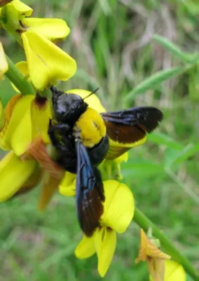  XyloCopa -  Löytääksesi itsesi metsän syvimmästä kurasta ja lehtiluoassa on tarpeen ymmärtää XyloCopan kiehtova elintapa!